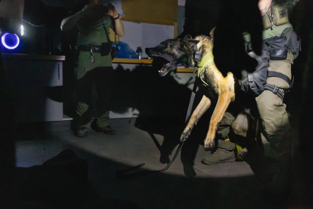 Police K9 with teeth visible during low-light scenario training.