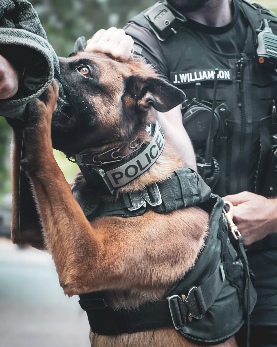 Close-up of a police K9 working a bite sleeve with its handler.
